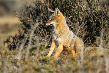 Patagonia Grey Fox, Pseudalopex griseus, Torres del Paine National Park, Chile