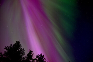 Striating Pink Aurora Borealis with Trees Silhouette