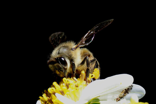 Abelha africana polonizando e colhendo n&eacute;ctar em detalhes macro foto 