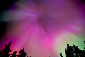 Pink Spiral Aurora Borealis With Tree Silhouette