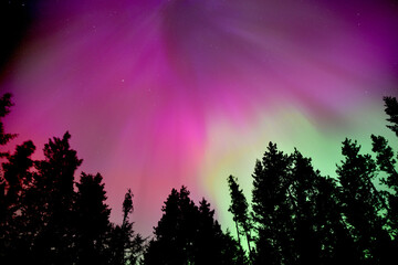 Brilliant Pink and Green Aurora with silhouette