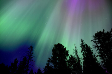Auroras in the Night Sky Pink and Green