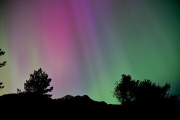 Pink Purple and Green Aurora Borealis with mountain and trees