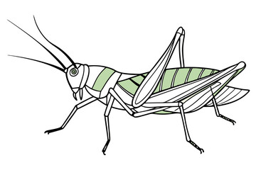 Elegant Line Drawing of a Grasshopper Detailed Line Art Vector Illustration