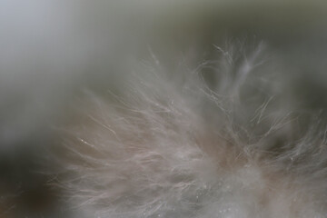 Obraz premium Cottony appearance and the body of rhizopus consists of branched mycelium