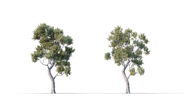 Growing trees on a white background 3D animation growth grow from small to large, Old Spar trees animate in the wind on white background with alpha matt 3D virtual tree. Separated with alpha channels
