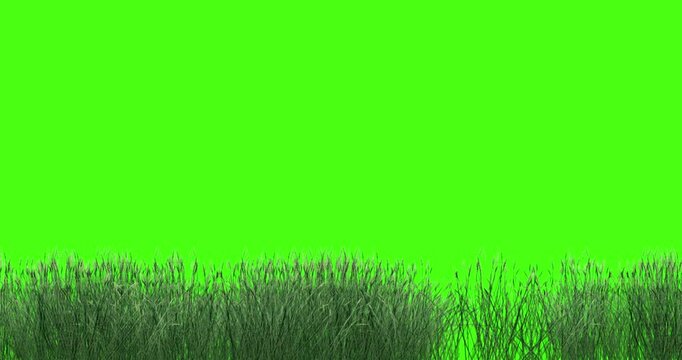 3D tall Grasses Poaceae waving animation on the green screen background, 4k bottom of a river or ocean grass waving rendering on chroma key 