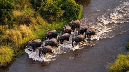 Obraz premium Epic Elephant Crossing: A Herd Braves the River's Flow