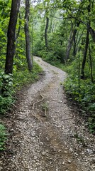 Fototapeta premium A winding path through a dense forest, leading into the unknown.