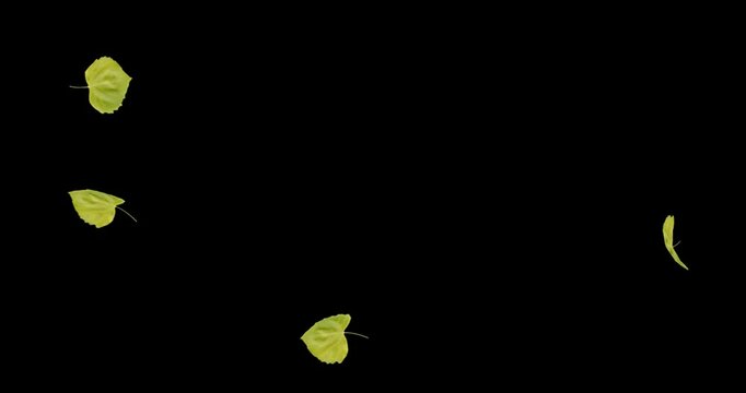 4k Autumn leaves transition Leaves floating and swaying in the wind Falling animation on a black background, 3d leaf falling rendering on alpha channel, alpha matte