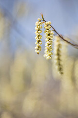 春を告げるキブシの花