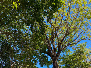 Trees with green leaves against blue sky