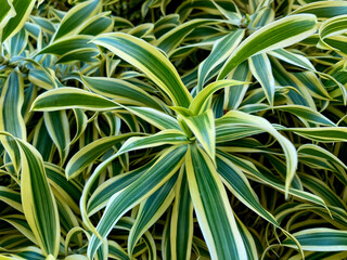 Fototapeta premium Closeup of green and yellow plants