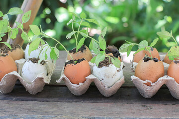 Sprouts in the egg shell with soil on wooden board. Growing organic vegetable seedlings. Eco green sustainable living, zero waste. Garden concept.