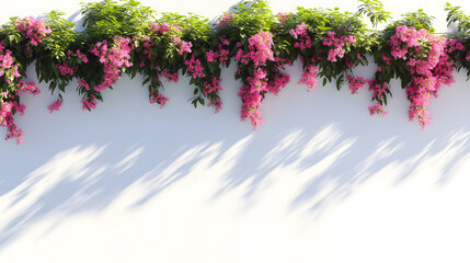 Fototapeta premium Delicate pink florals bathed in sunlight, perfect for minimalist white wallpaper and background