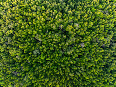 Fototapeta Amazing abundant mangrove forest, Aerial view of forest trees Rainforest ecosystem and healthy environment background, Texture of green trees forest top down, High angle view