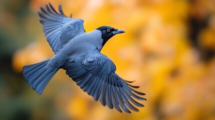 Obraz premium Western Jackdaw Coloeus monedula in flight on bright background Wildlife scene of nature in Europe : Generative AI