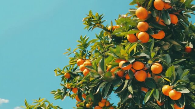 An orange tree bursting with ripe fruit and rich green leaves, a stunning display of nature's vibrant colors