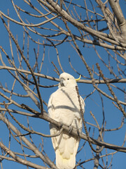 Cockatoo perched on tree branch without leaves in sunlight