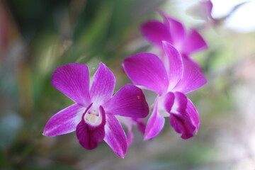 purple orchid flower