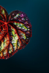 Begonia leaf autumn