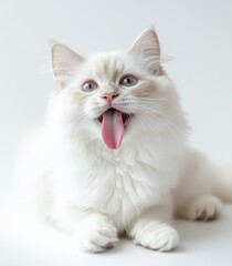 White Cat with Tongue Out