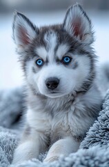 Cute Husky Puppy with Blue Eyes