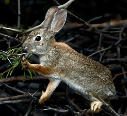 Rabbit Reaching for Green Leaves