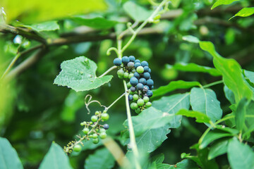 ヤマブドウに似ているエビヅル（Vitis ficifolia Bunge）の実と葉【エビカズラ】ブドウ科・9月
