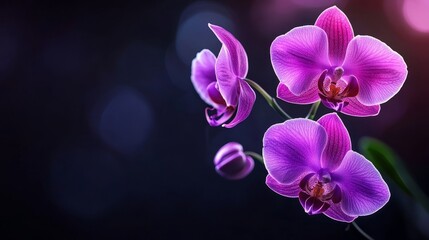 A luxurious purple orchid, its petals gently glowing with soft neon light, set against a sleek, minimalist black backdrop. Elegant, modern, digital art, high resolution.
