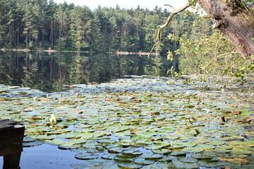 Rosenblätter See