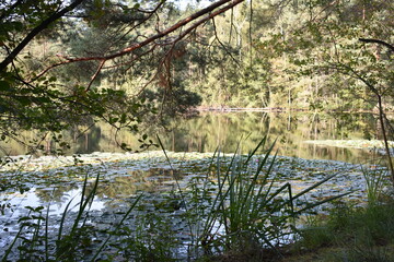 Rosenbl&auml;tter See