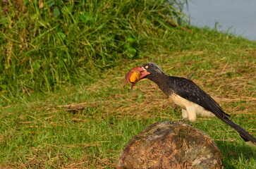 the toco toucan is eating