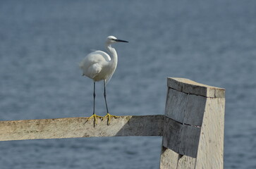 great heron