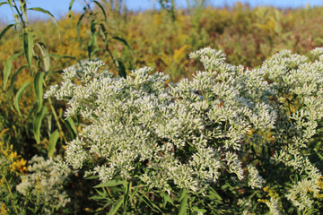 Obraz premium Tall boneset in a field with blue sky at the Linne Woods restored tallgrass prairie in Morton Grove, Illinois