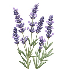 Fototapeta premium lavender wildflowers, digital illustration clipart on white background 