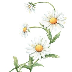 Fototapeta premium A watercolor clipart of a daisy chain, with white petals and yellow centers linked by green stems