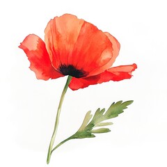 This watercolor painting of a red poppy is set on a white background and can be used for elements or clipart. 