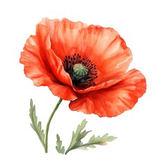 This watercolor painting of a red poppy is set on a white background and can be used for elements or clipart. 