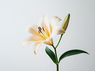 Fototapeta premium Orchid isolated on white background AI Generated