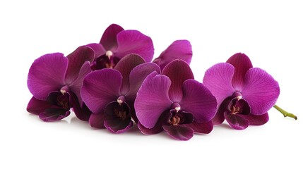 Purple orchid flowers isolated on a white background 
