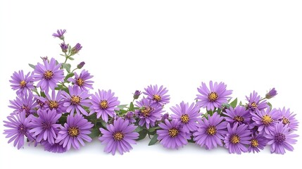 Purple aster flowers in a floral corner arrangements and a frame isolated on white background : Generative AI