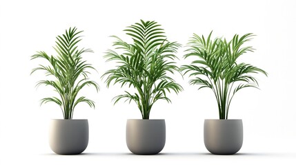 Obraz premium kentia palm tree grey in pots isolated on white background 