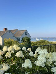 Cape Cod Massachusetts Ocean Hydrangea Landscape Aesthetic