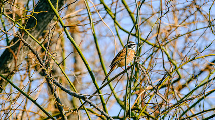 枝の上のホオジロ