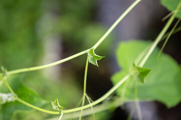 close up of a green leaf