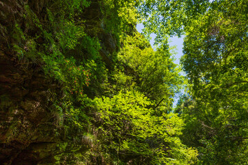 日本の風景・夏　高知　中津渓谷（仁淀ブルー）