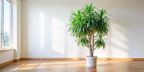Lush Dracaena indoor tree with vibrant green leaves in a modern interior , houseplant, tropical, indoor, foliage, green, lush