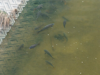 大和川の堤防と鯉の群れ
