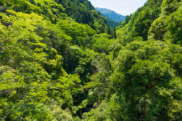 日本の風景・夏　高知　中津渓谷（仁淀ブルー）